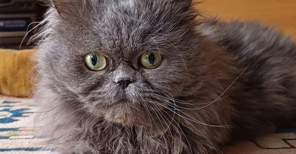 Perserkater Momo