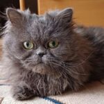 Perserkater Momo