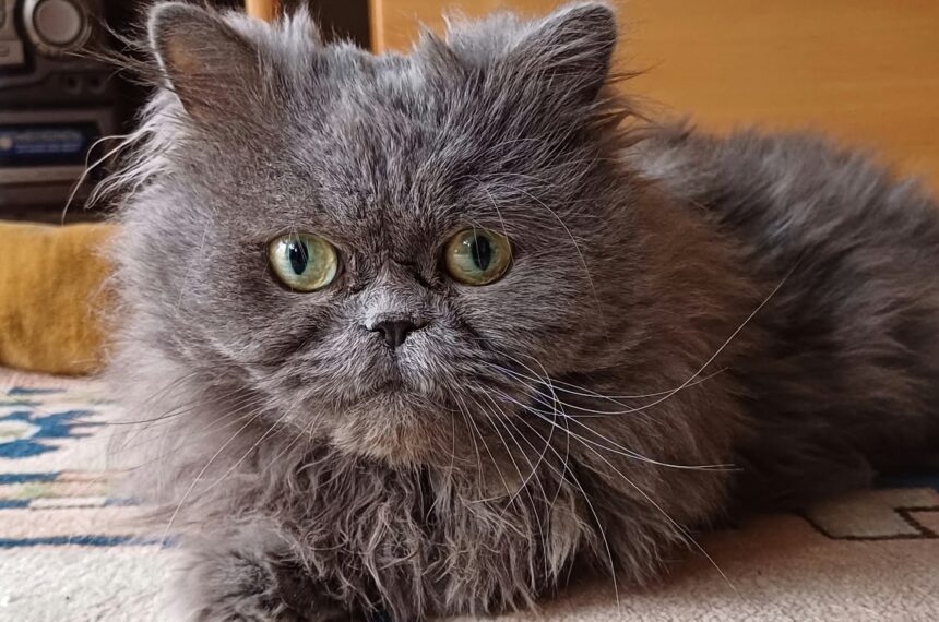 Perserkater Momo