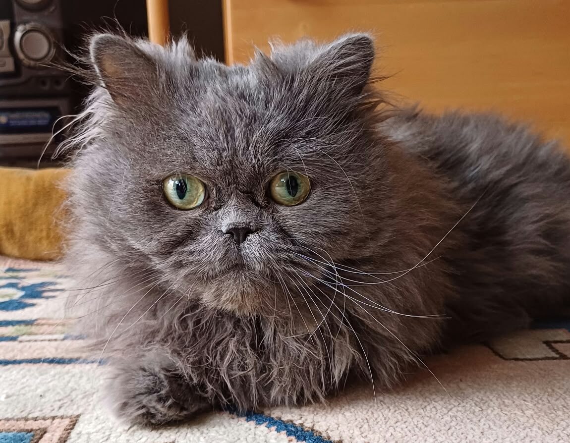 Perserkater Momo